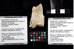 Foto (Objket + Etiketten) von Culmenformosa glaessneri (Robins, Feldmann & Schweitzer, 2013) 